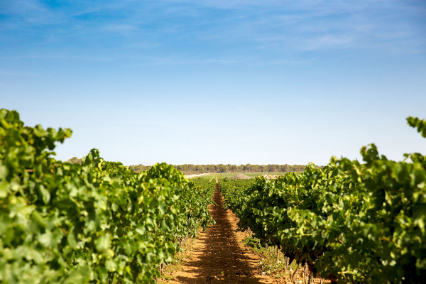 The vineyards The vineyards